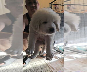 Great Pyrenees Dogs for adoption in Pacifica, CA, USA