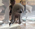 Small Great Pyrenees