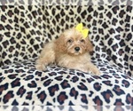 Small #7 Cavapoo