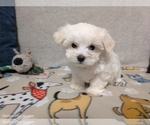 Small #3 Maltese