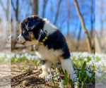 Small Photo #10 Australian Shepherd Puppy For Sale in AKRON, OH, USA