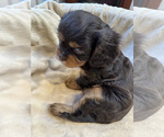 Small #2 Cavalier King Charles Spaniel