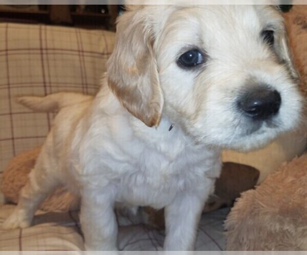 Medium Photo #1 Goldendoodle Puppy For Sale in EAST POINT, GA, USA