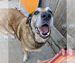 Small #1 Anatolian Shepherd Mix