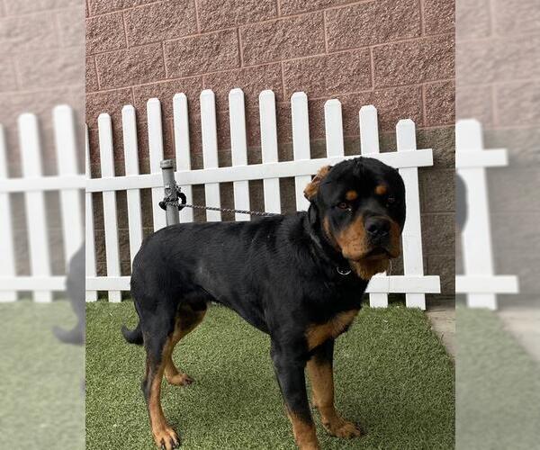 Medium Photo #1 Rottweiler Puppy For Sale in Modesto, CA, USA