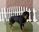 Small Rottweiler
