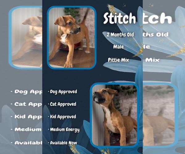 Medium Photo #1 Mutt Puppy For Sale in Jacksonville, NC, USA