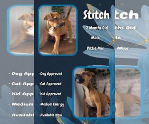 Mutt Dogs for adoption in Jacksonville, NC, USA