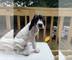 Puppy 1 English Setter-German Shorthaired Pointer Mix