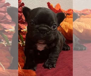 French Bulldog Puppy for sale in BOLIVAR, MO, USA