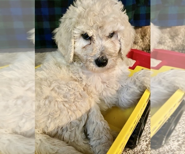 Medium Photo #1 Poodle (Standard) Puppy For Sale in WALNUT GROVE, MO, USA