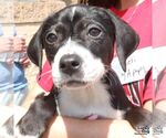 Small #4 Labrador Retriever Mix