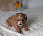 Small Photo #61 Poovanese Puppy For Sale in GOSHEN, IN, USA