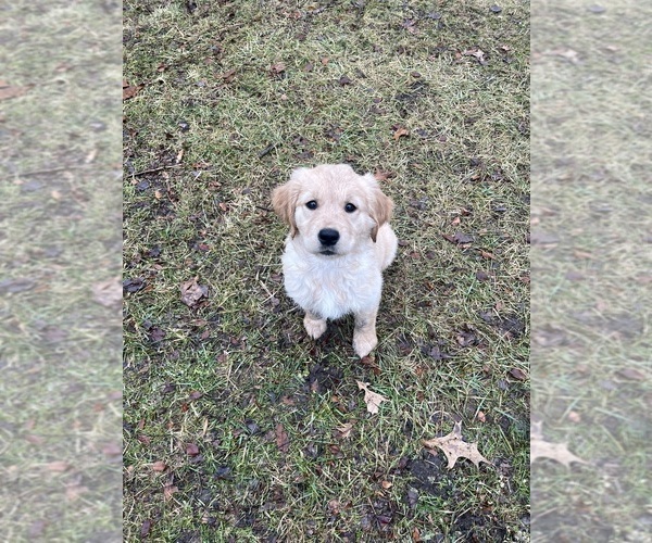Medium Photo #1 English Cream Golden Retriever Puppy For Sale in COLUMBUS, IN, USA