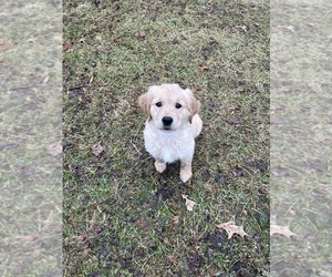 English Cream Golden Retriever Dog for Adoption in COLUMBUS, Indiana USA