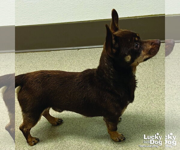 Medium Photo #3 Chihuahua-Unknown Mix Puppy For Sale in Washington, DC, USA