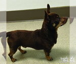Small #2 Chihuahua Mix