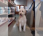 Small Photo #3 Goldendoodle Puppy For Sale in Glendale , AZ, USA