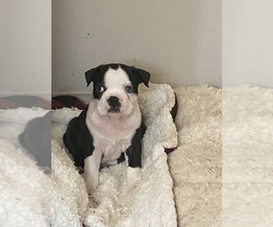 Boston Terrier Puppy for sale in CALHOUN FALLS, SC, USA
