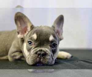French Bulldog Puppy for sale in BROOKLYN, NY, USA