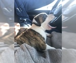 Small Photo #3 American Bulldog Puppy For Sale in BIVINS, TX, USA