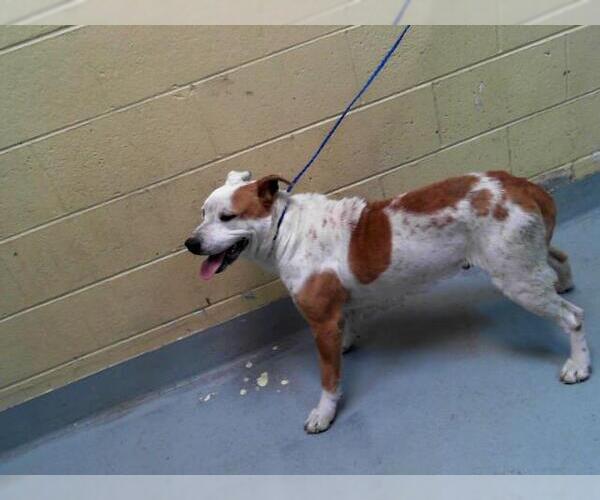 Medium Photo #1 American Pit Bull Terrier-Unknown Mix Puppy For Sale in Tulsa, OK, USA