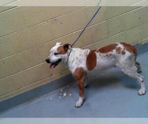 American Pit Bull Terrier-Unknown Mix Dogs for adoption in Tulsa, OK, USA
