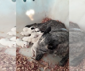 Father of the Australian Cattle Dog puppies born on 01/08/2023
