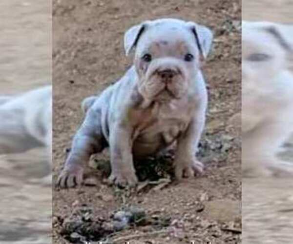 Medium Photo #27 English Bulldog Puppy For Sale in HESPERIA, CA, USA
