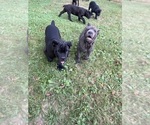 Puppy Black Cane Corso