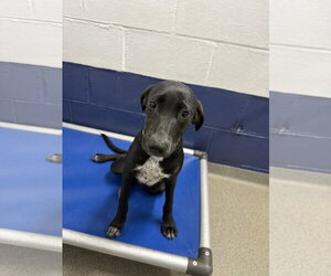 Mutt Dogs for adoption in Sterling, MA, USA