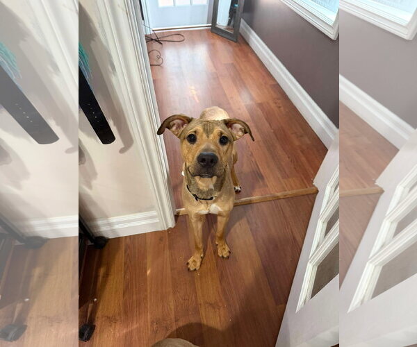 Medium Photo #11 Mutt Puppy For Sale in Oro Medonte, Ontario, Canada