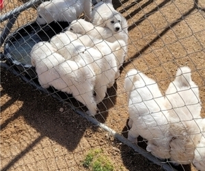Great Pyrenees Puppy for sale in GOLDEN VALLEY, AZ, USA