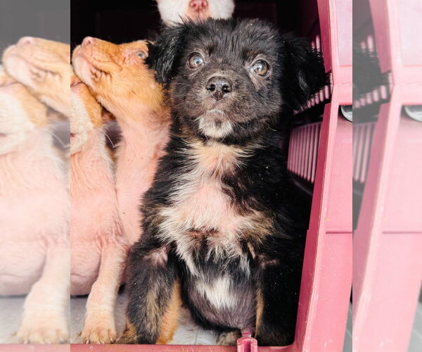 Medium Photo #3 Australian Shepherd-Unknown Mix Puppy For Sale in Claremore, OK, USA