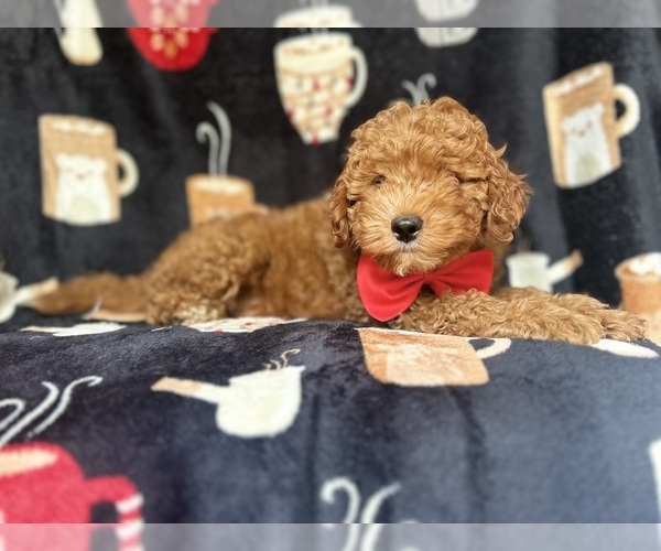Medium Photo #7 Cavapoo Puppy For Sale in LAKELAND, FL, USA