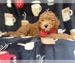 Small #6 Cavapoo