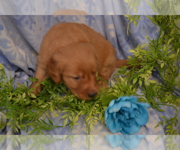 Medium Photo #3 Golden Retriever Puppy For Sale in GREENWOOD, WI, USA