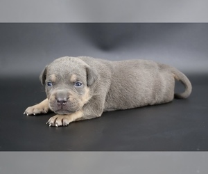 American Bully Puppy for sale in CHAMPAIGN, IL, USA
