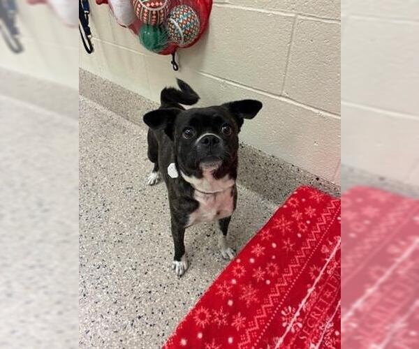 Medium Photo #1 Boston Terrier-Unknown Mix Puppy For Sale in Brighton, CO, USA