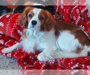 Father of the Cavalier King Charles Spaniel puppies born on 05/09/2022