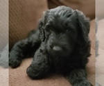 Small #10 Schnoodle (Giant)