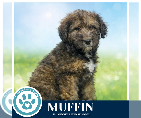 Medium Photo #2 Labrador Retriever-Unknown Mix Puppy For Sale in Kimberton, PA, USA