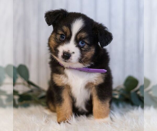 Medium Photo #3 Miniature Australian Shepherd Puppy For Sale in REBERSBURG, PA, USA