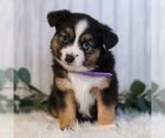Small #2 Miniature Australian Shepherd