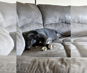 COURTESY POST: Dobby - Male Labrador Retriever-Unknown Mix Dog for Adoption - Photo #4