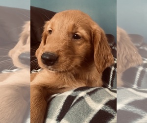 Golden Retriever Puppy for sale in Alexandria, Ontario, Canada