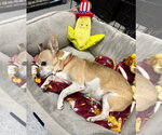 Small Photo #3 Chihuahua Puppy For Sale in Boca Raton, FL, USA