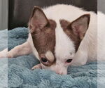Small #7 Chihuahua
