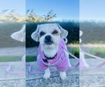Small #3 Border Terrier-Shih Tzu Mix