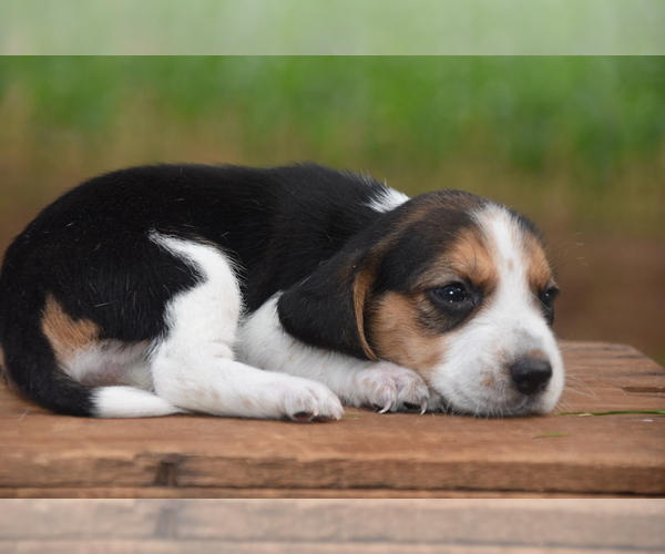 Medium Photo #8 Beagle Puppy For Sale in BERNVILLE, PA, USA